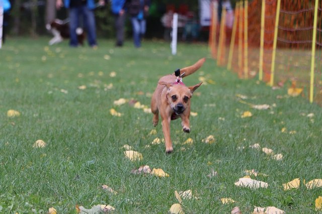 Herbstfest 2019